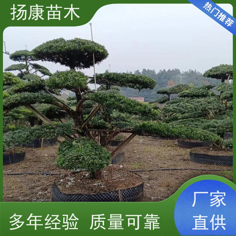扬康苗木 规格齐全 形状优美 风景绿化树 红芽珍珠罗汉松