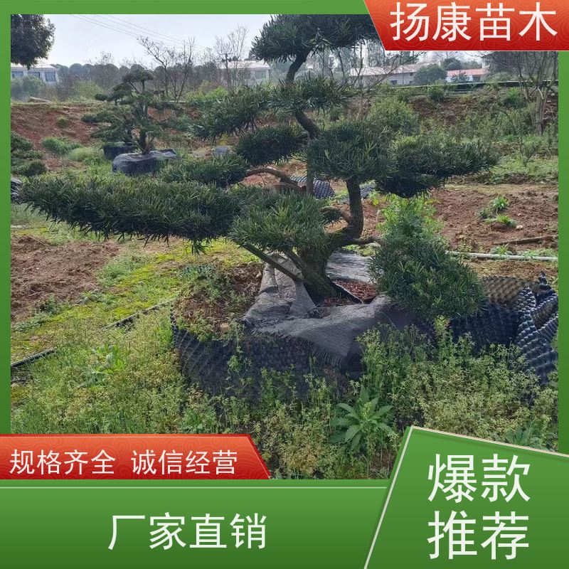 贵妃罗汉松 全国供应 扬康苗木 别墅区点缀 易养活