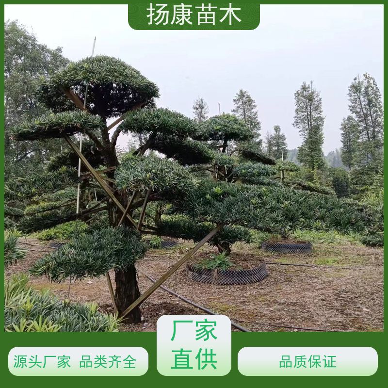 日本罗汉松 多种规格可选 扬康苗木 苗圃观赏植物