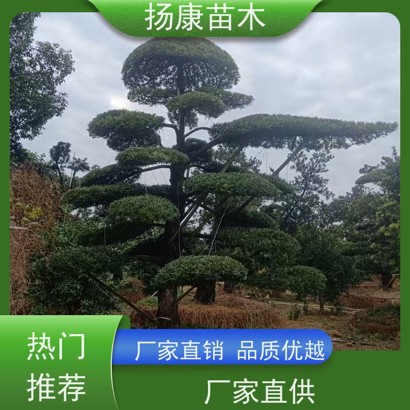 珍珠罗汉松 规格齐全 扬康苗木 别墅区点缀 易养活