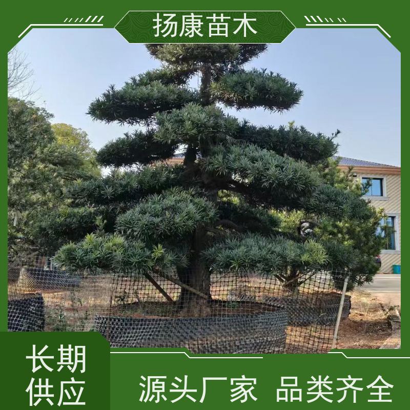 扬康苗木 规格齐全 别墅景区道路园林绿化大型造景树 宽叶罗汉松