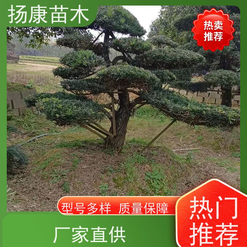 扬康苗木 规格齐全 形状优美 风景绿化树 基地供应 15公分罗汉松