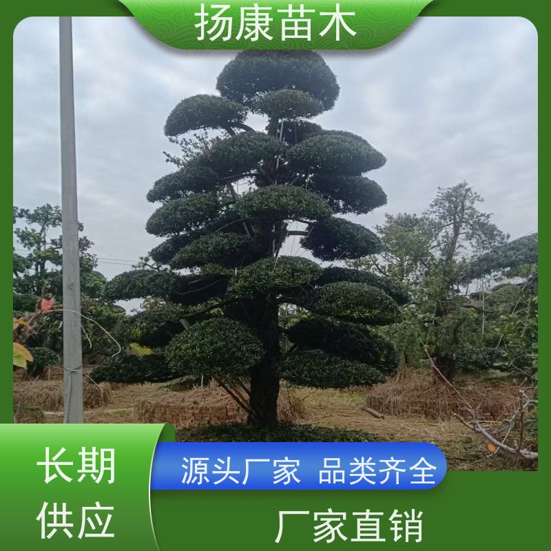 扬康苗木 园林庭院造景植物 成活率高 规格齐全 宽叶罗汉松