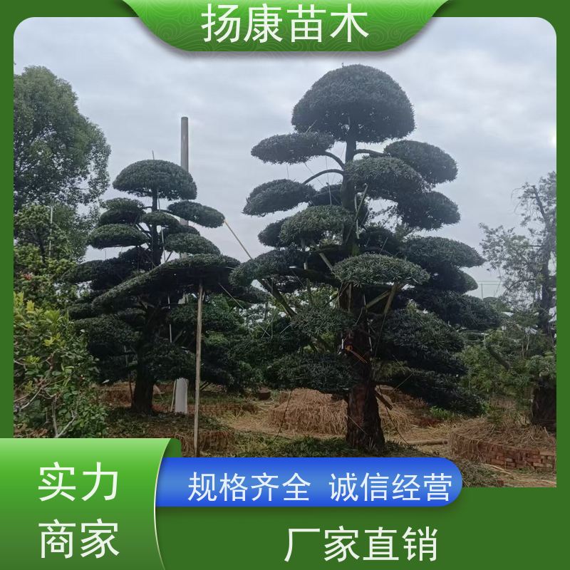 罗汉松 多种规格可选 扬康苗木 庭院园林景观打造绿化道路观赏价值高