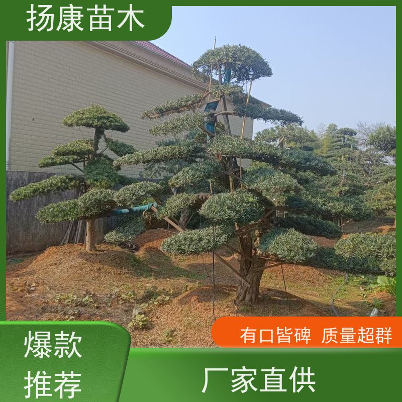 珍珠罗汉松 规格齐全 扬康苗木 别墅庭院风景树 