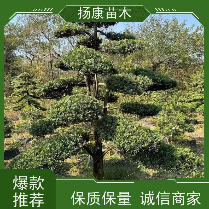 大叶罗汉松 规格齐全 扬康苗木 园林绿化造型松