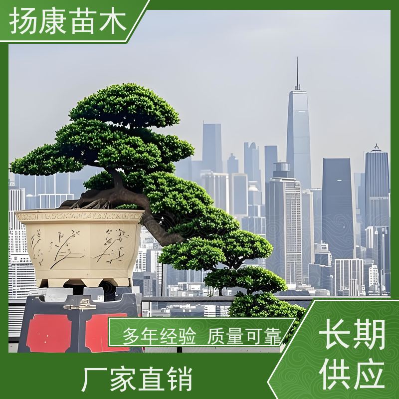 罗汉松毛坯 全国供应 扬康苗木 1-20公分造型黑松 庭院小区绿化造景树
