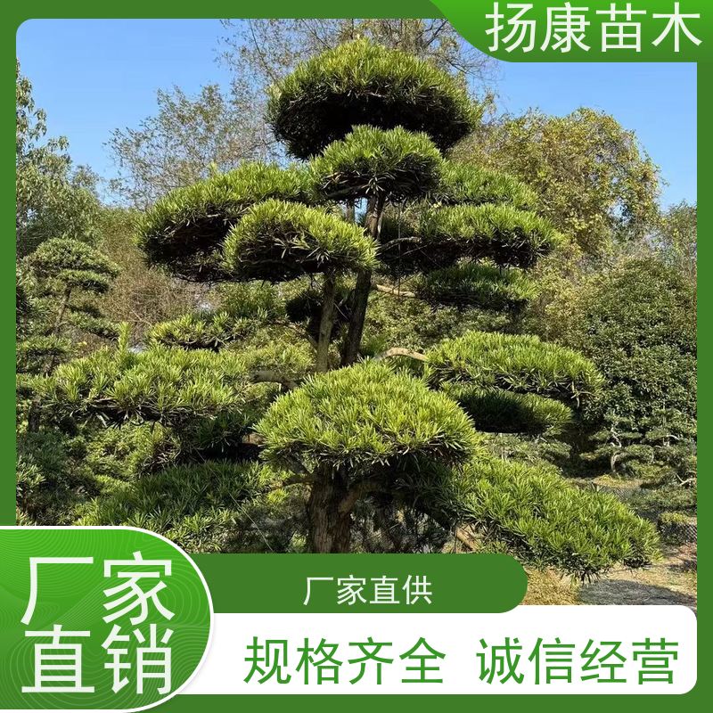 红芽珍珠罗汉松 全国供应 扬康苗木 园林绿化造型松