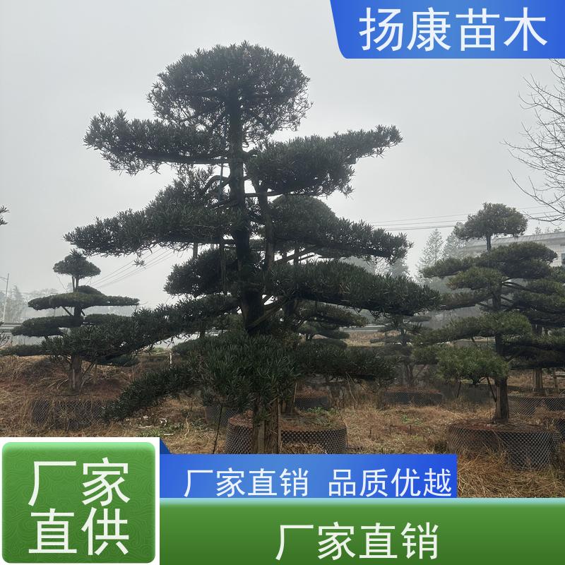大叶罗汉松 基地直供 扬康苗木 树形优美 景区别墅风景树 四季常绿