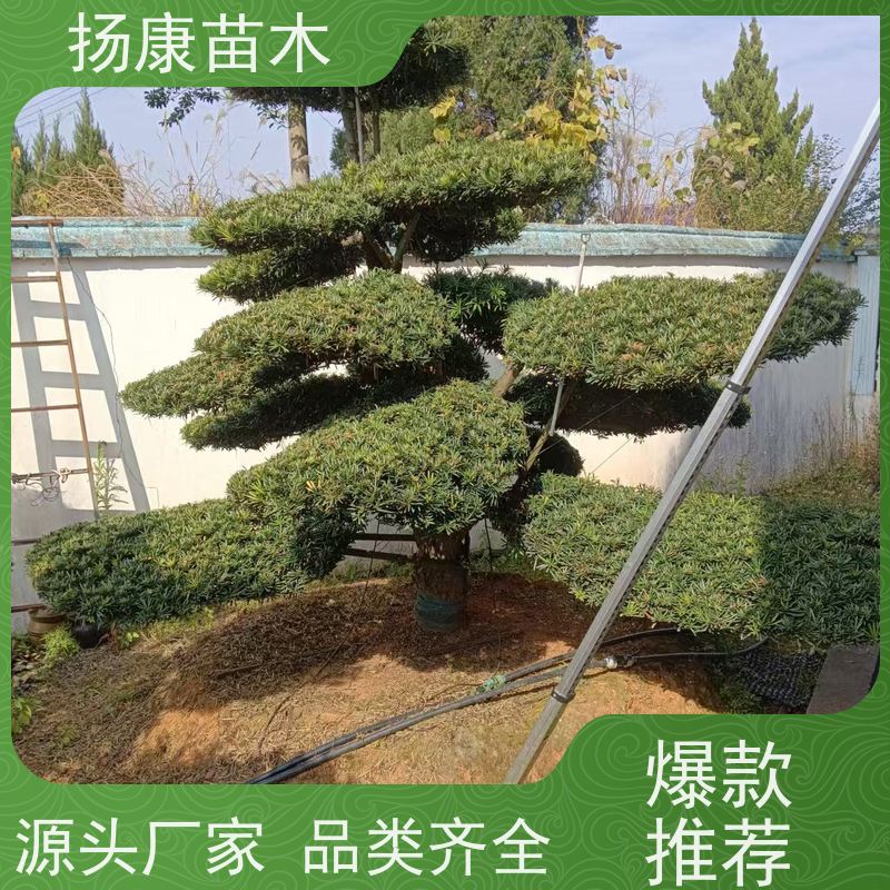 米叶罗汉松 规格齐全 扬康苗木 树形优美 景区别墅风景树 四季常绿