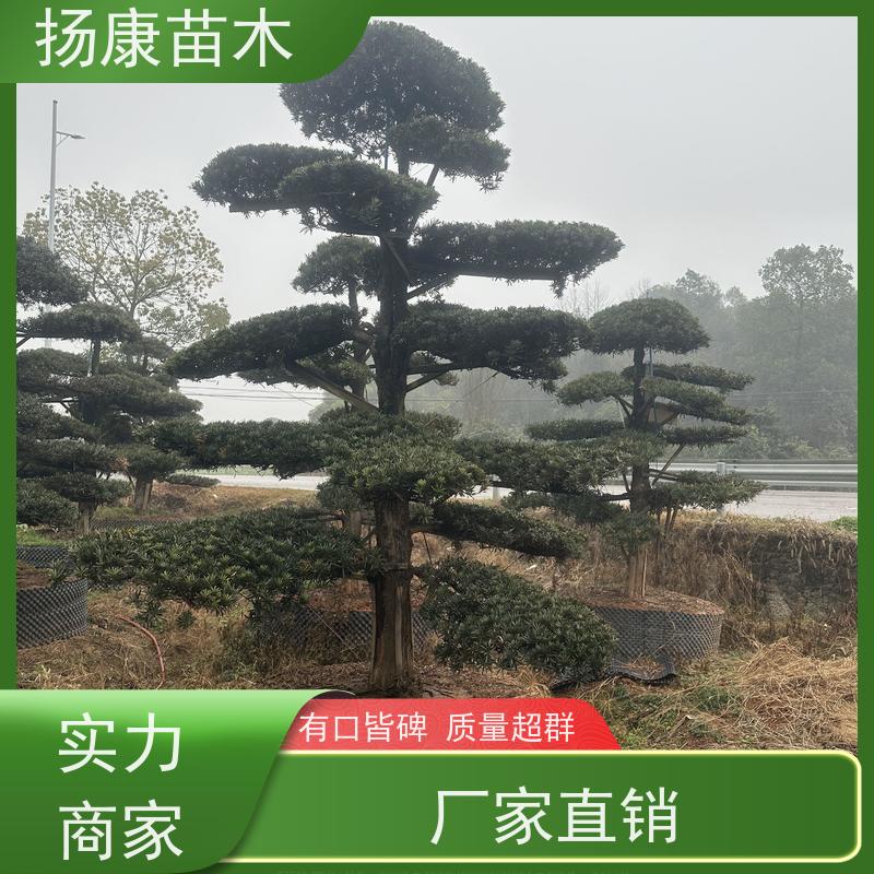 贵妃罗汉松 多种规格可选 扬康苗木 苗圃观赏植物
