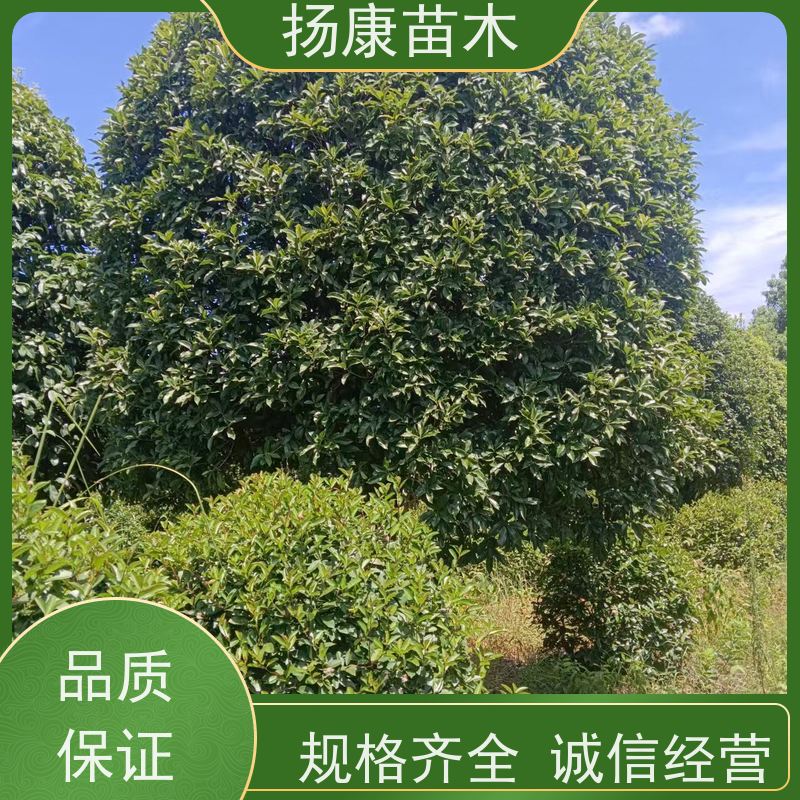 丛生桂花树木 浓香型庭院室内外 地栽耐旱成活率高