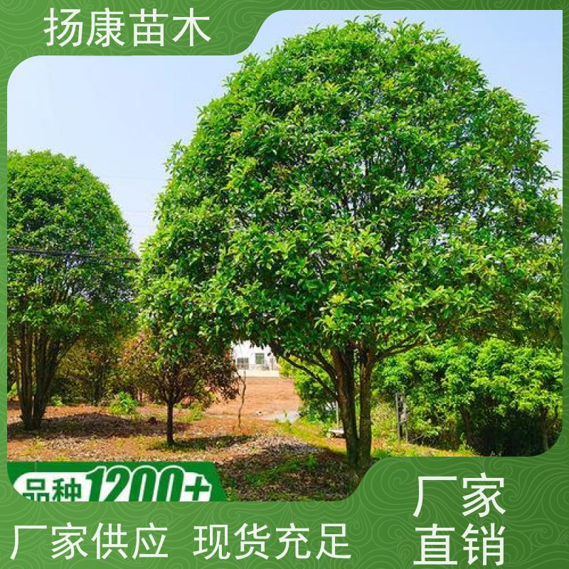 嫁接桂花树木 浓香型庭院室内外 地栽耐旱成活率高