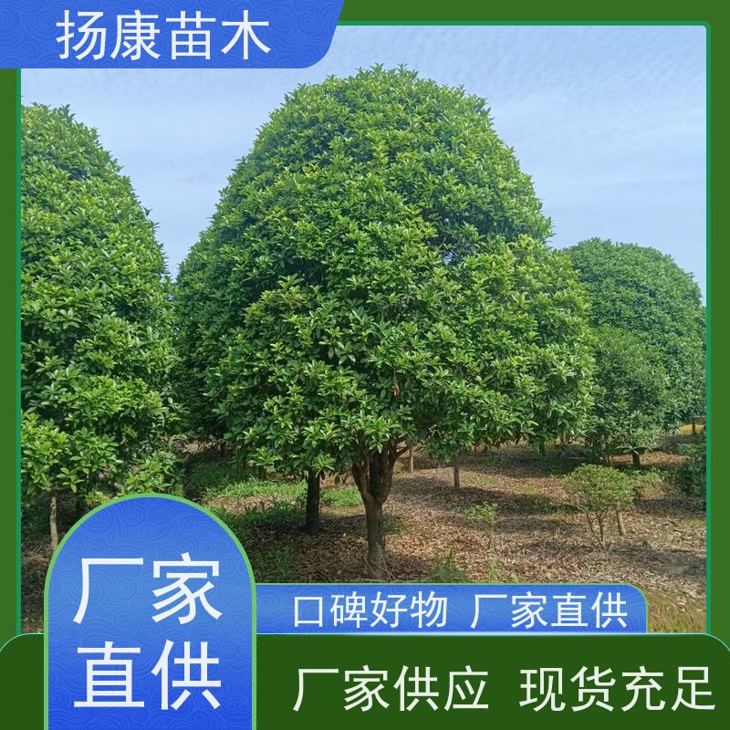 金桂丹桂 浓香型庭院室内外 地栽耐旱成活率高