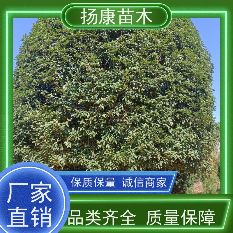 9公分桂花 浓香型庭院室内外 地栽耐旱成活率高