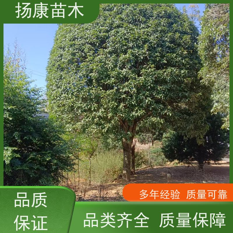 精品桂花树 浓香型庭院室内外 地栽耐旱成活率高