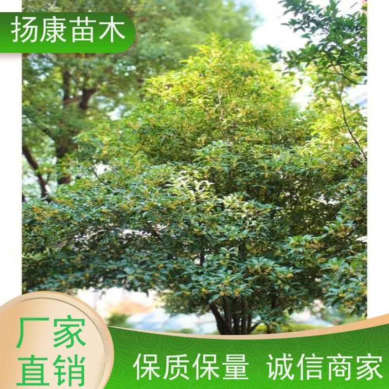 10公分桂花树 浓香型庭院室内外 地栽耐旱成活率高
