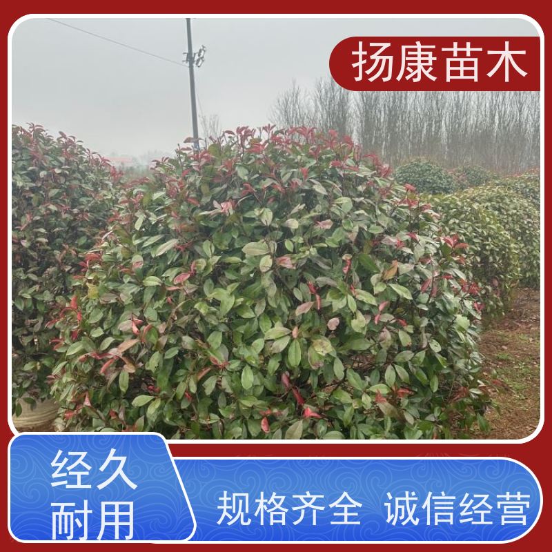 杨康苗木 各种规格 园林工程绿化 1.8米红叶石楠球