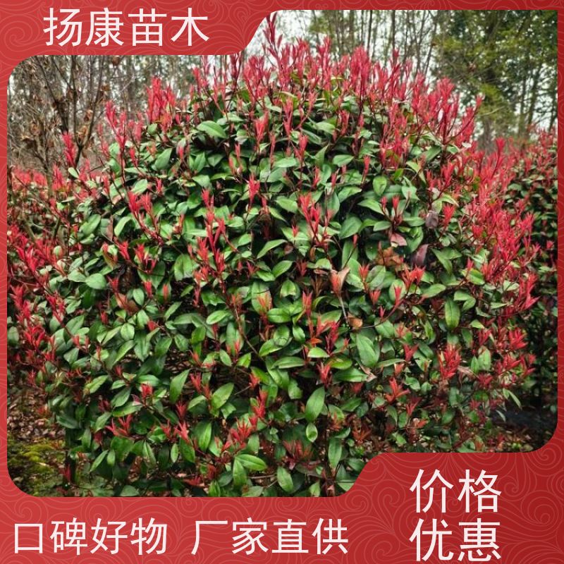 杨康苗木 供应冠幅80-3.5米 庭院绿化 观赏效果好 石楠柱 红叶石楠
