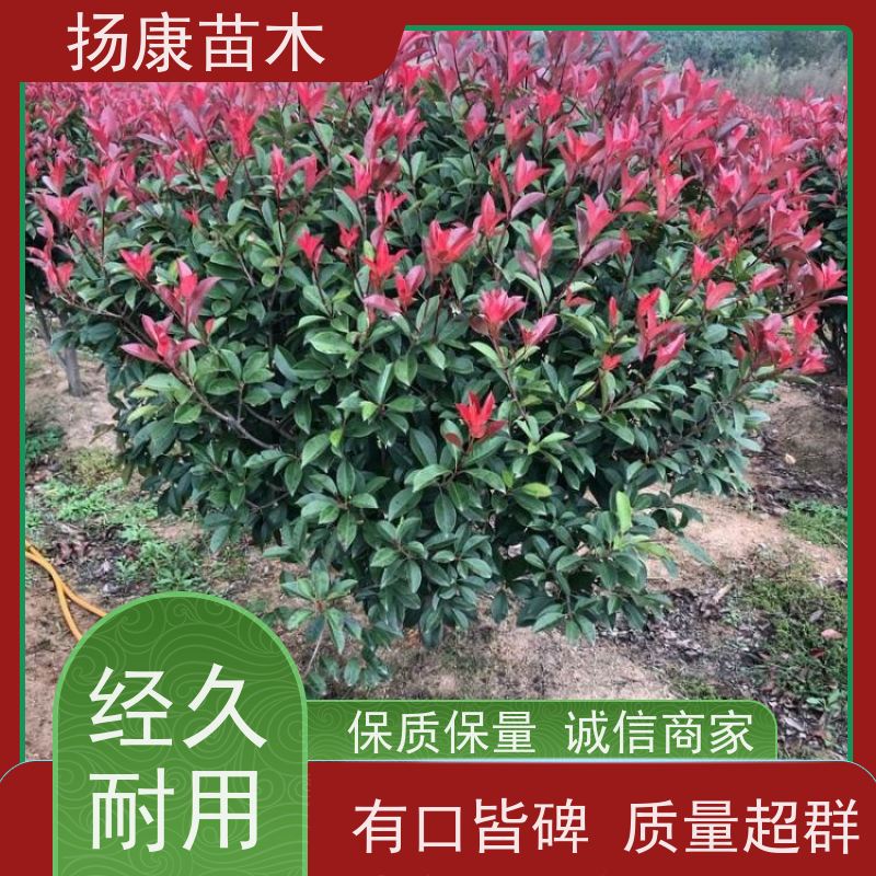 杨康苗木 观赏价值高 耐修剪造型多样 3公分红叶石楠球