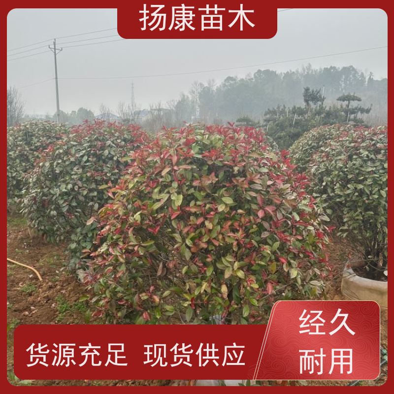 杨康苗木 冠幅饱满 景区园林绿化工程观赏球 2米红叶石楠球