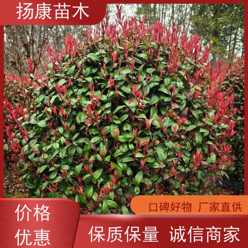 杨康苗木 庭院园林绿化工程苗 盆栽室内布置 红叶石楠