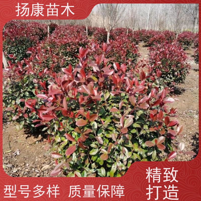 杨康苗木 冠幅1.5米高度2米基地大规格精品苗 1.5米红叶石楠球