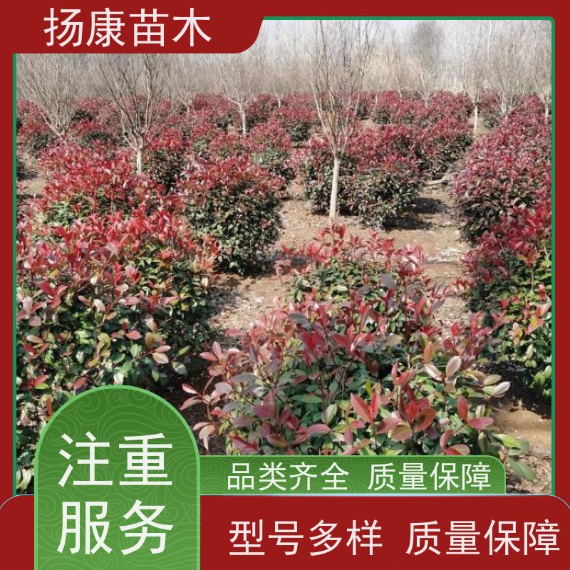 杨康苗木 冠幅饱满 景区园林绿化工程观赏球 红叶石楠
