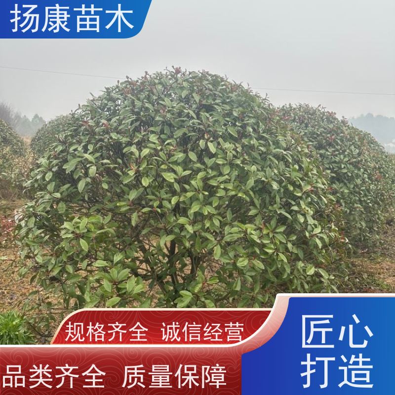 杨康苗木 庭院别墅造景 园林绿篱色块苗 四季变色 2.5米红叶石楠球