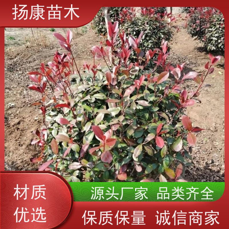 杨康苗木 根系旺盛 园林绿化植物 耐修剪 1.8米红叶石楠球