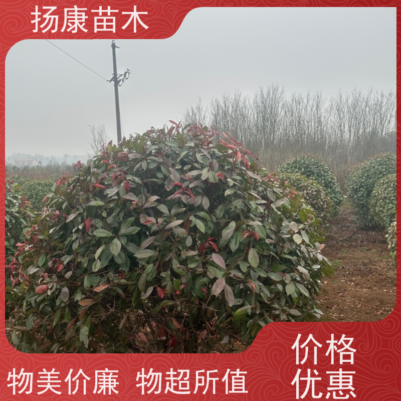 杨康苗木 城市绿化种植苗道路色块彩篱 易成活 红叶石楠