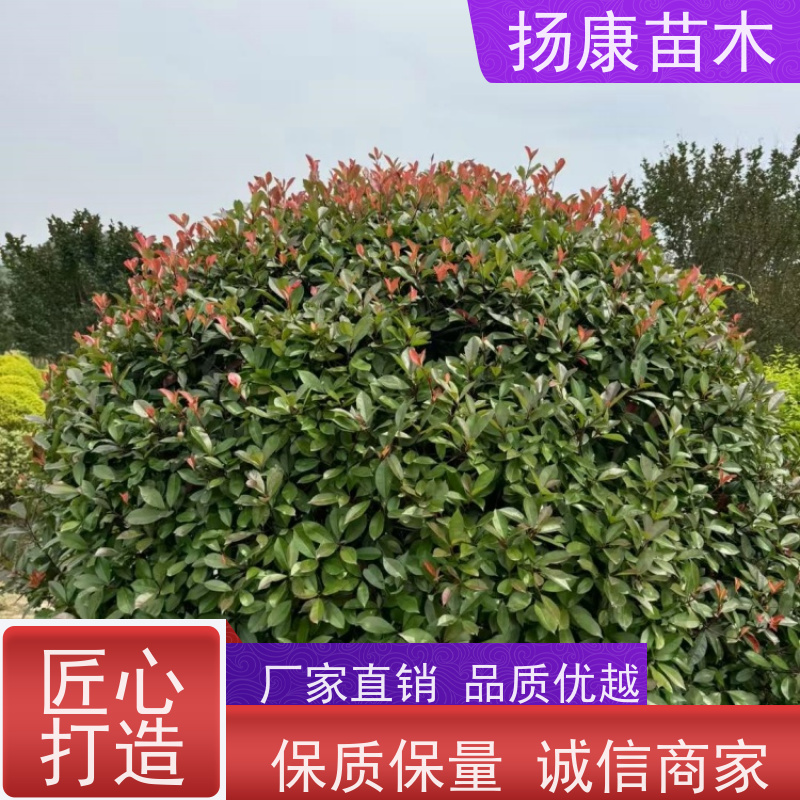 杨康苗木 道路两旁庭院小区点缀工程苗 2.5米红叶石楠球