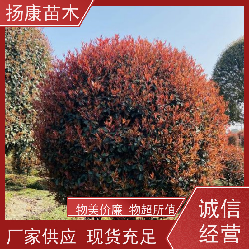 杨康苗木 冠幅1.5米高度2米基地大规格精品苗 5公分红叶石楠球
