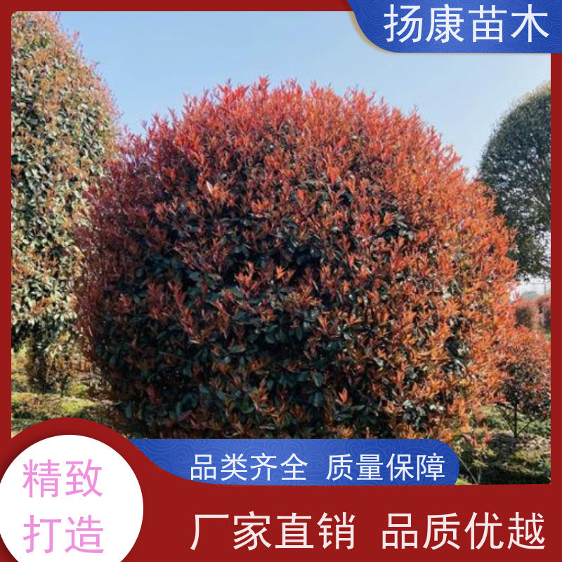 杨康苗木 苗圃基地现挖出售指苗发货专车配送 红叶石楠