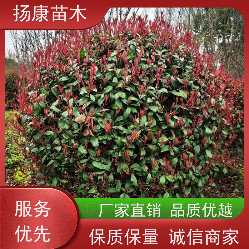 杨康苗木 道路两旁庭院小区点缀工程苗 3公分红叶石楠球