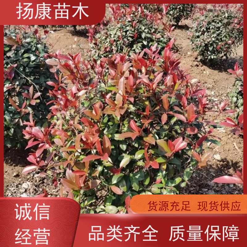 杨康苗木 香叶园林供应庭院绿化四季常青灌木球 红叶石楠