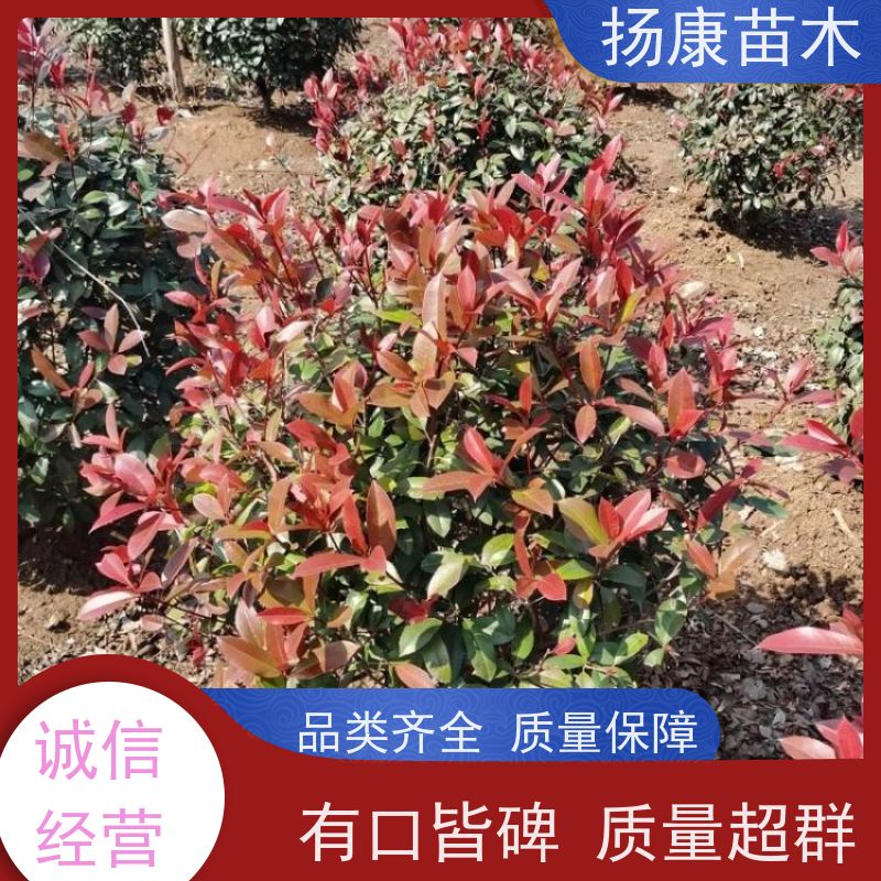 杨康苗木 根系旺盛 园林绿化植物 耐修剪 精品红叶石楠球