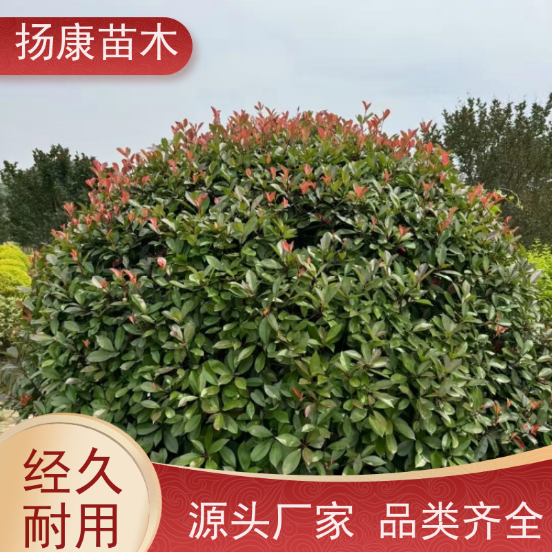杨康苗木 叶色鲜艳夺目 行道绿篱园林绿化 观赏性高 红叶石楠