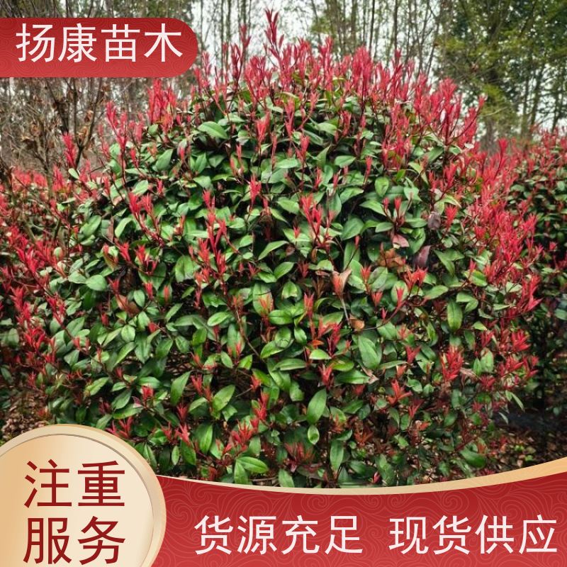 杨康苗木 香叶园林供应庭院绿化四季常青灌木球 2.5米红叶石楠球