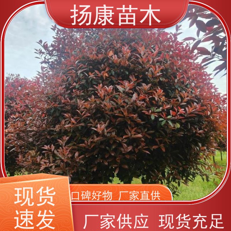 杨康苗木 冠幅1-2米石楠小苗基地地被红色植物 2.5米红叶石楠球