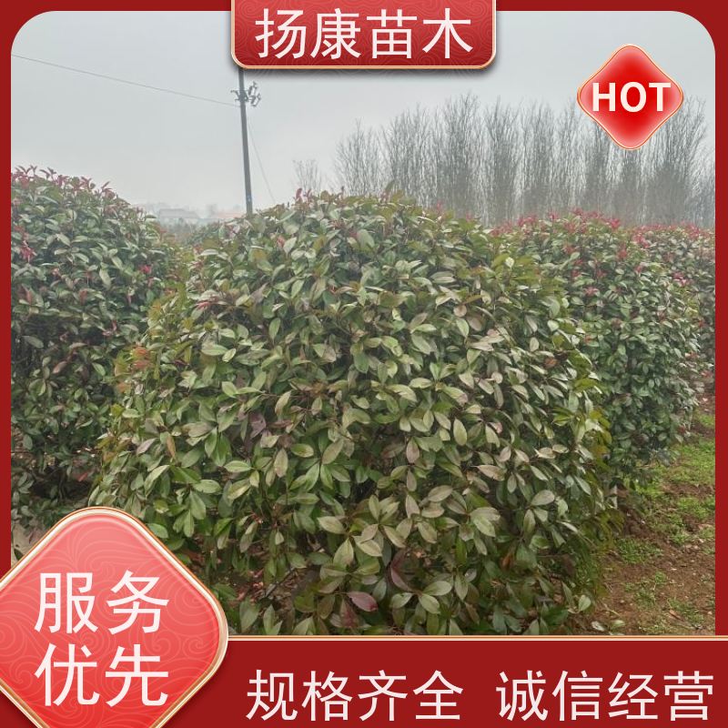杨康苗木 球形饱满 叶色艳丽 城市路道绿化苗 红叶石楠