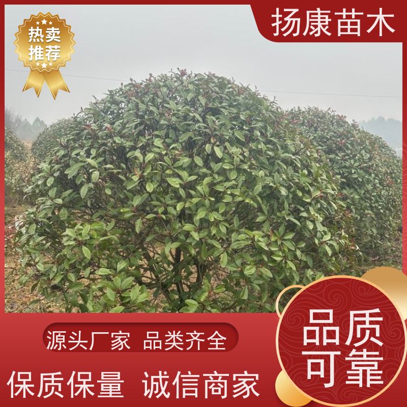 杨康苗木 现挖出售 彩叶工程绿化木易成活 2米红叶石楠球