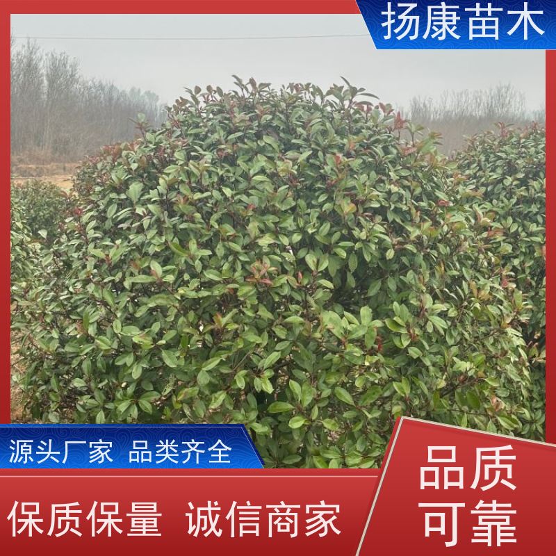杨康苗木 城市园林绿化 耐盐碱性和耐干旱 1.8米红叶石楠球