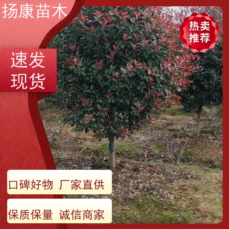 杨康苗木 现挖出售 彩叶工程绿化木易成活 红叶石楠