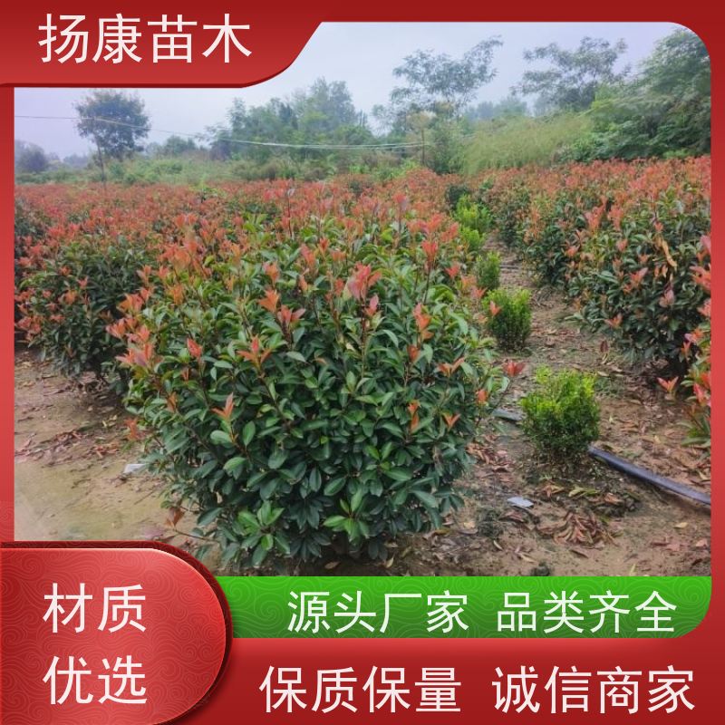 杨康苗木 根系旺盛 园林绿化植物 耐修剪 5公分红叶石楠球