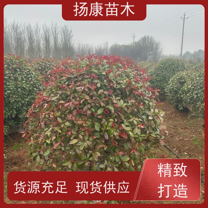杨康苗木 苗圃基地现挖出售指苗发货专车配送 3公分红叶石楠球
