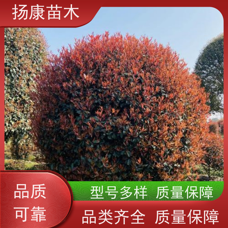 杨康苗木 庭院小区公园观赏绿化种植 源头批发 红叶石楠