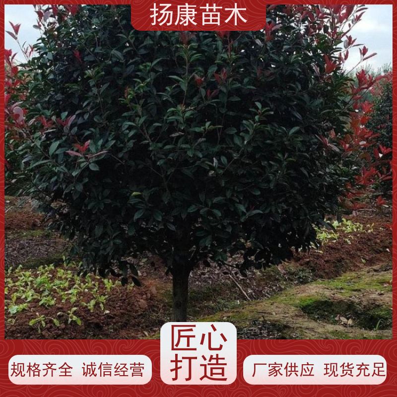 杨康苗木 冠幅饱满 景区园林绿化工程观赏球 精品红叶石楠球