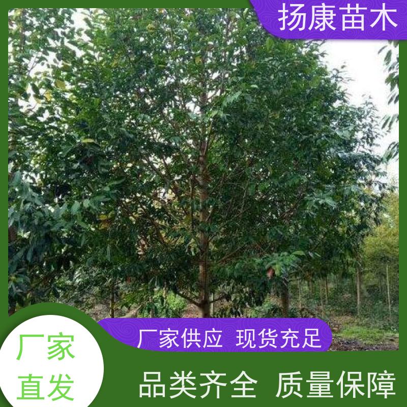 11公分乐昌含笑 花木基地 公园绿化行道树 现挖现发