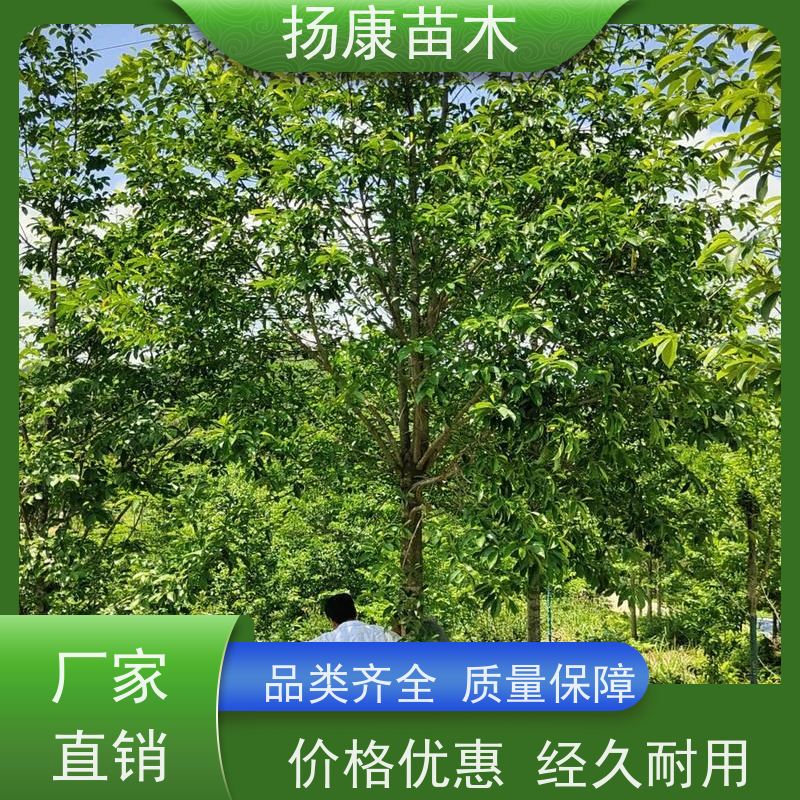 12公分乐昌含笑 树形优美 工厂绿化可用 苗木批发